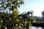 Bild-Thumbnail