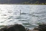 Bild-Thumbnail