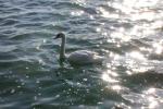 Bild-Thumbnail