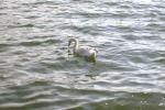 Bild-Thumbnail