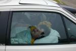 Bild-Thumbnail